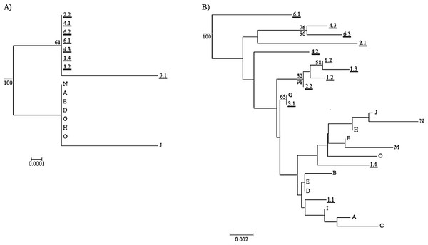 Neighbor joining trees for mitochondrial genes and ITS2.