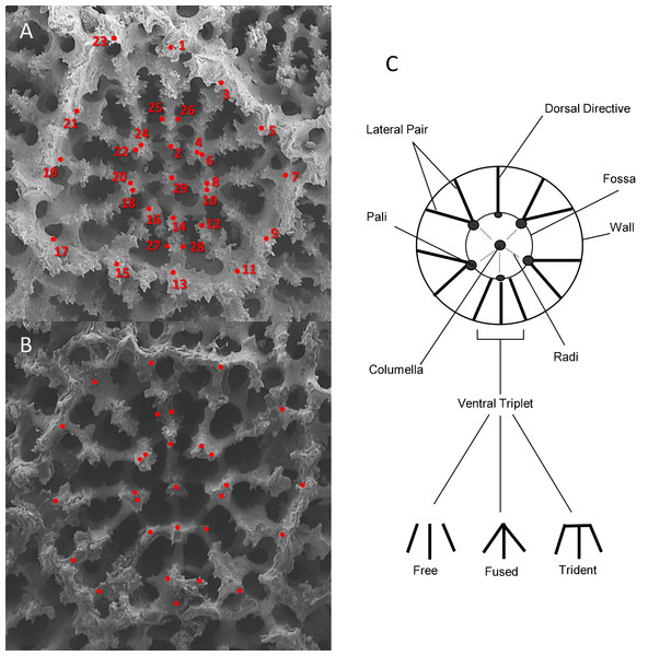 An illustration of the corallite morphometric characters used in this study.