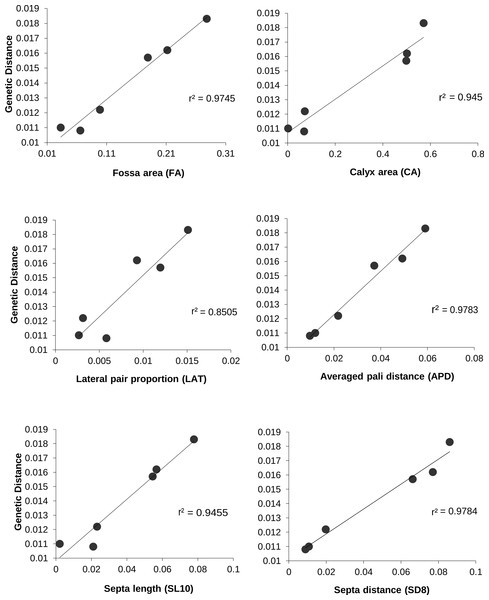 The relationship between genetic and morphologic distances between P. lobata populations.