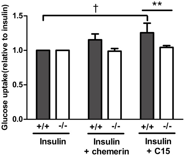 Glucose uptake in the presence of insulin (0.3 nM) in response to murine chemerin (40 pM) or its C15-terminal peptide (40 pM) in epididymal adipocytes from wild type and CMKLR1 knockout mice.