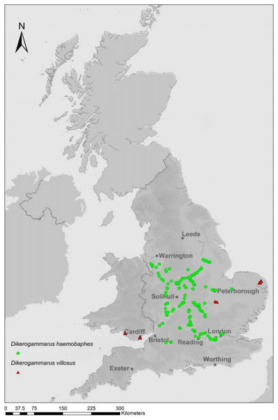 Recent confirmed reports of D. haemobaphes (green triangles) and D. villosus (red circles) in UK waterways (EA–unpublished data January 2014; image courtesy of SE Environment Agency).