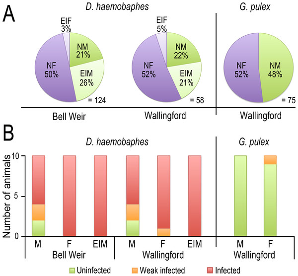 Frequency of sexual phenotypes and prevalence of D. berillonum infection.