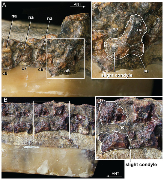 Vertebral anatomy of Isisfordia duncani.