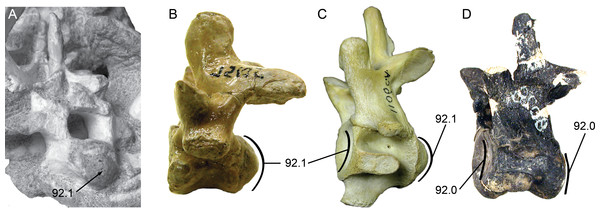 Posterior cervical vertebrae showing the character states for procoely and amphicoely used in the phylogenetic dataset.