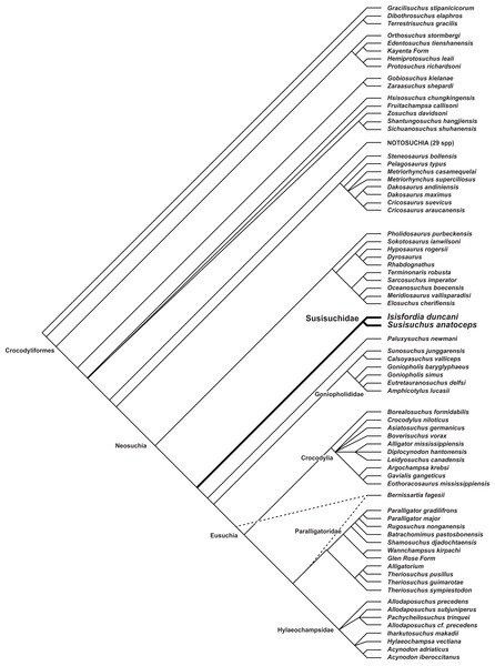 Phylogenetic placement of Susisuchidae.