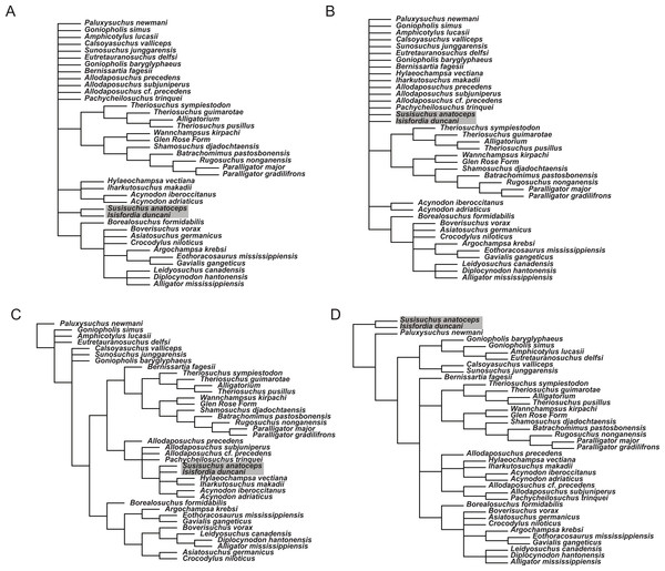 Phylogenetic results of sensitivity analyses exploring alternate character scorings for Isisfordia duncani.