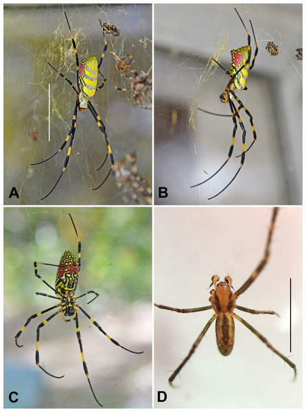 Photographic images of Nephila clavata suspended in its web in northeast Georgia, taken in October 2014.