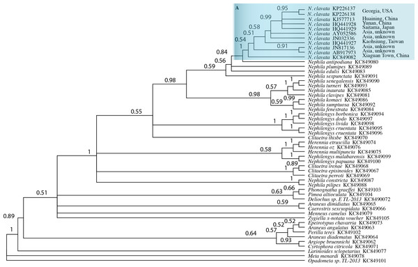 Bayesian phylogeny for 52 individuals of Orbiculariae.