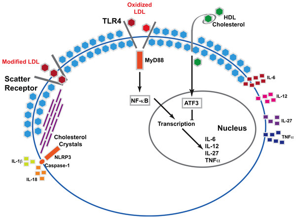 Molecular mechanism underlying cholesterol stimulated cytokine release.