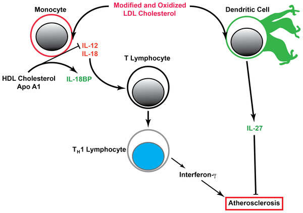 Cellular mechanism of cholesterol induced TH1 lymphocyte differentiation and atherosclerosis.