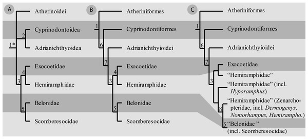 write an essay on jaw suspensorium