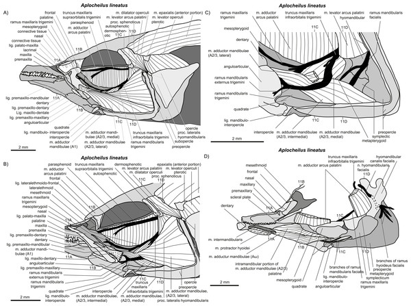 write an essay on jaw suspensorium