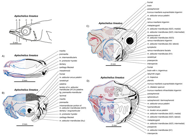 write an essay on jaw suspensorium