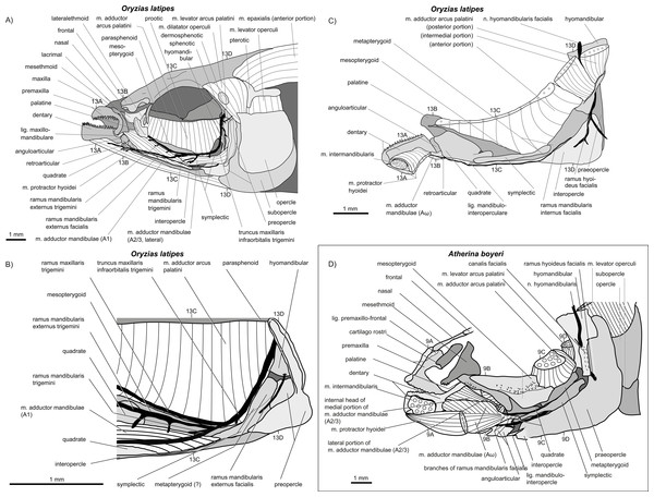 write an essay on jaw suspensorium