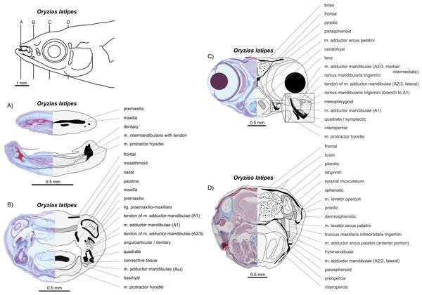 write an essay on jaw suspensorium