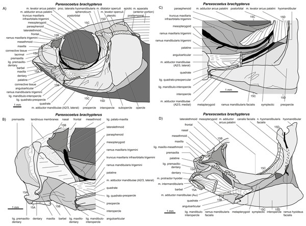 write an essay on jaw suspensorium