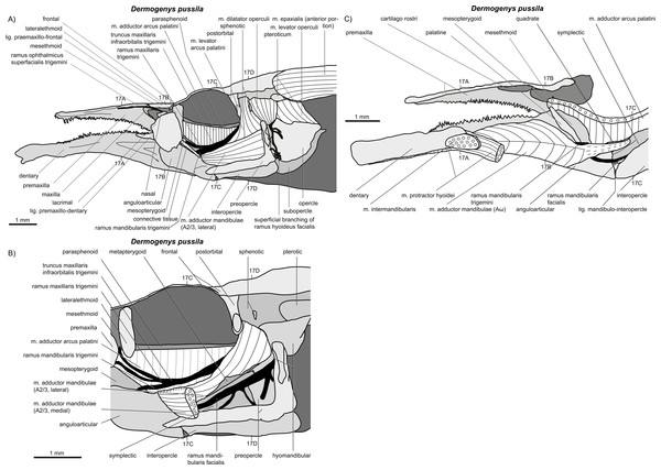 write an essay on jaw suspensorium