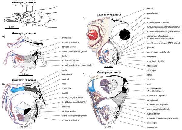 write an essay on jaw suspensorium