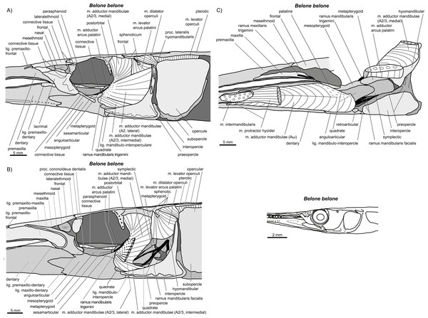 write an essay on jaw suspensorium