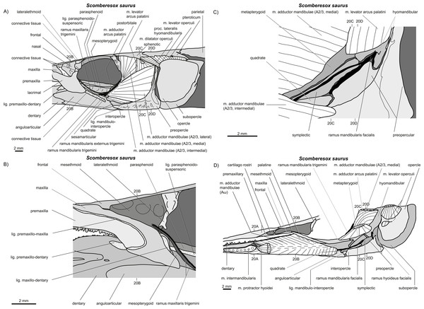 write an essay on jaw suspensorium