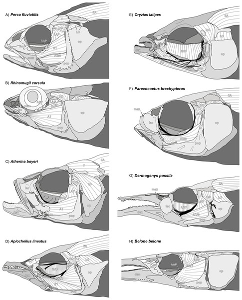 write an essay on jaw suspensorium