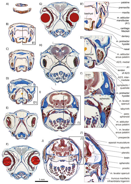 write an essay on jaw suspensorium