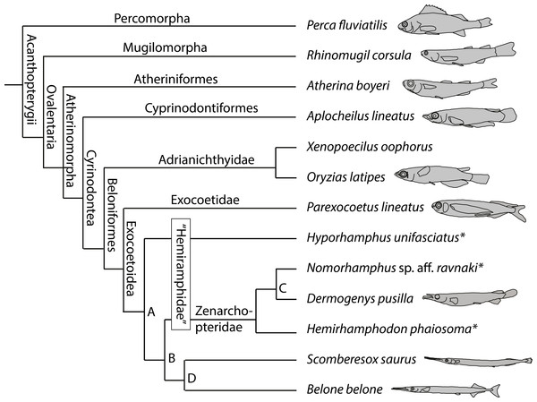 write an essay on jaw suspensorium