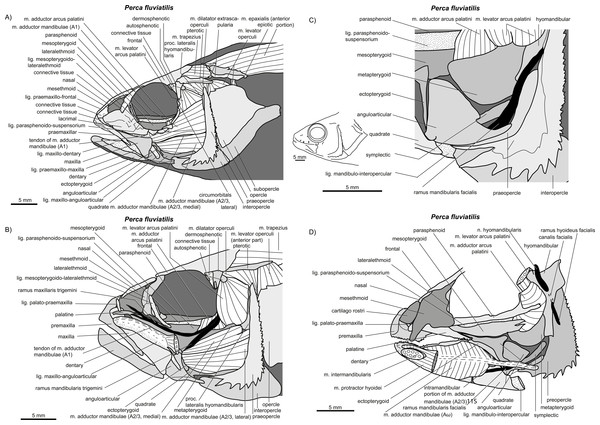 write an essay on jaw suspensorium