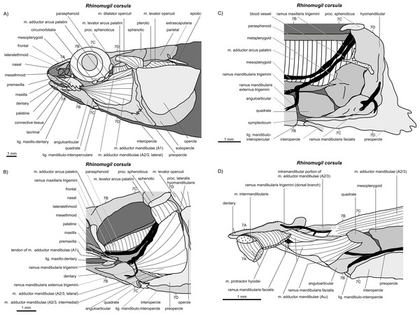 write an essay on jaw suspensorium