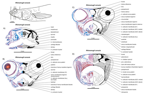 write an essay on jaw suspensorium