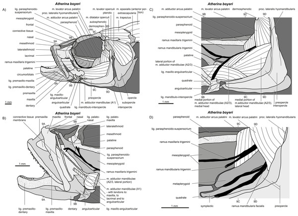 write an essay on jaw suspensorium