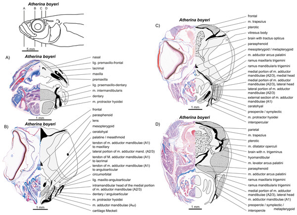 write an essay on jaw suspensorium