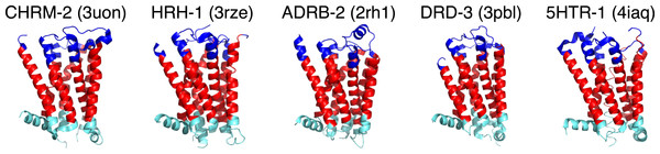 GPCRHMM domain predictions for representative biogenic amine receptor crystal structures from the Protein Data Bank (PDB).