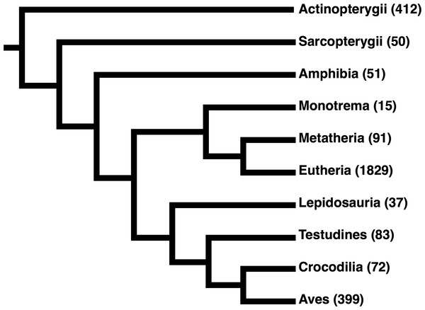 Cladogram of the taxonomic distribution of all sequences in the final structurally-informed MSA.