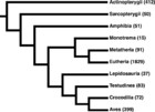 Comprehensive, structurally-informed alignment and phylogeny of ...