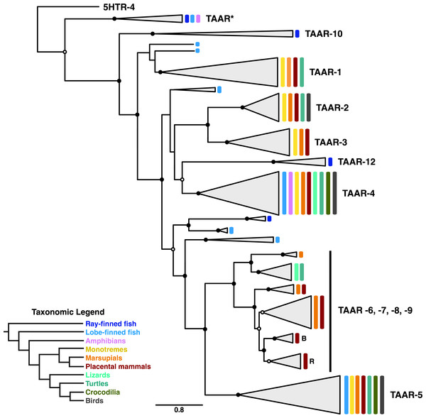 Subclade of the TAAR receptors within the phylogeny shown in Fig. 5.