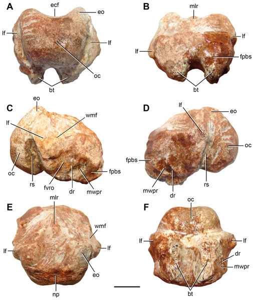 Partial braincase (FC-DPV 2641) from the Late Permian–Early Triassic Buena Vista Formation (Uruguay) in (A) posterior; (B) anterior; (C) right lateral; (D) left lateral; (E) dorsal; and (F) ventral views.