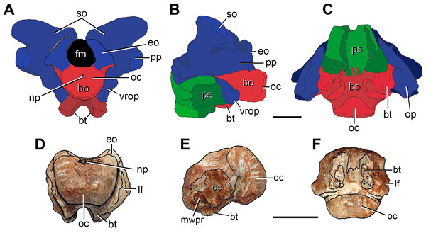 Anatomical comparison between (A–C) the pelycosaur Secodontosaurus obtusidens (modified from Reisz, Berman & Scott, 1992) and (D–F) FC-DPV 2641 in (A, D) posterior, (B, E) left lateral, and (C, F) ventral views. Supraoccipitals, opisthotics and exoccipitals are indicated in blue, basioccipital in red, and parasphenoid in green.