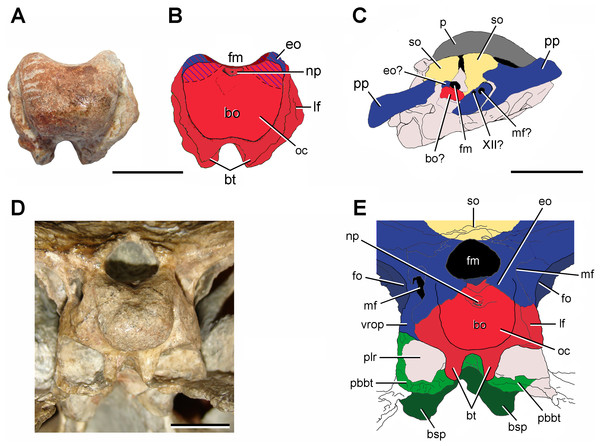 Schematic anatomical comparison between (A, B) FC-DPV 2641, (C) Protorosaurus speneri (modified from Gottmann-Quesada & Sander, 2009), and (D, E) a sub-adult specimen of Proterosuchus alexanderi (NMQR 1484) in occipital views.