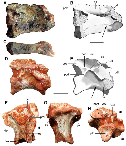 Photographs and interpretive drawings of (A–C) an anterior cervical vertebra (FC-DPV 2640) and (D–H) a middle-posterior cervical vertebra (FC-DPV 2637) from the Late Permian–Early Triassic Buena Vista Formation (Uruguay) in (A–B, D–E) right lateral, (C, G) ventral, (F) dorsal, and (H) posterior views.