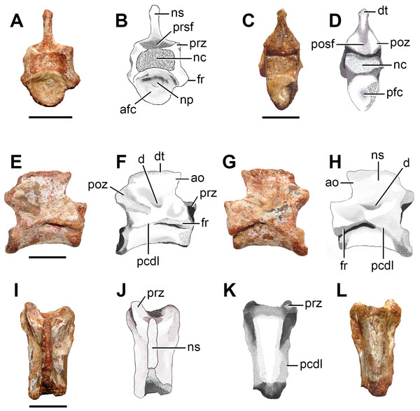 Photographs and interpretive drawings of a middle-posterior cervical vertebra (FC-DPV 2639) from the Late Permian–Early Triassic Buena Vista Formation (Uruguay) in (A, B) anterior; (C, D) posterior; (E, F) right lateral; (G, H) left lateral; (I, J) dorsal; and (K, L) ventral views.
