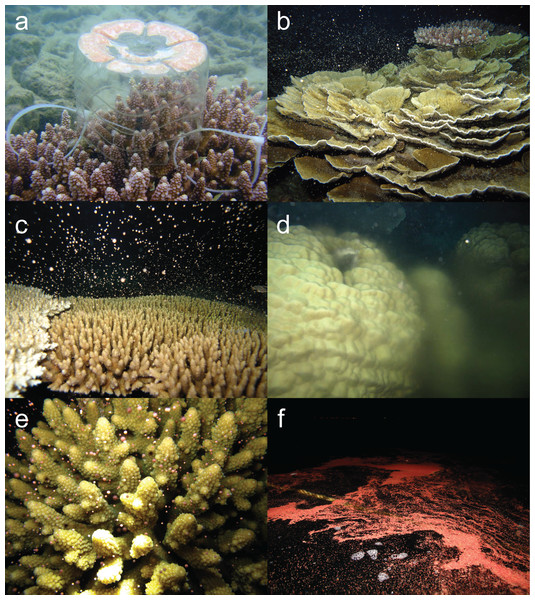 Multi species coral spawning in Pulau Tioman.