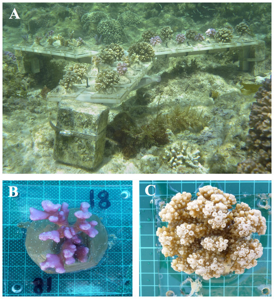 Sample coral colonies growing on tiles.