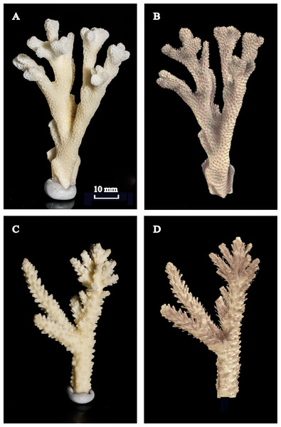 Photographed coral skeletons versus the 3D reconstructions using X-ray CT scans.