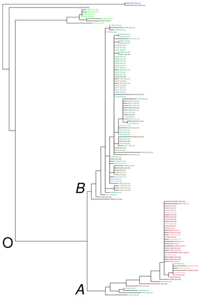 Maximum likelihood tree of Ckma variation (A and B alleles) among 122 individual Atlantic cod and 10 individuals of four closely related outgroup O taxa, Boreogadus saida Bsa, Gadus chalcogramma Gch, Gadus macrocephalus Gma, and Gadus ogac Gog.
