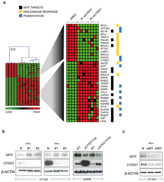 CITED1 regulates MITF and its targets genes.