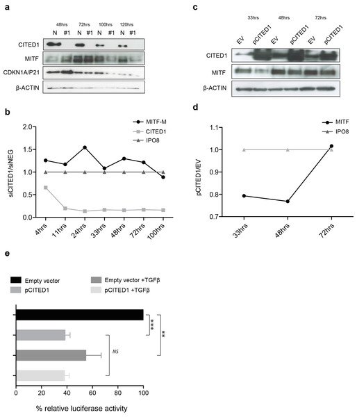 CITED1 silencing transiently upregulates MITF via promoter activation.