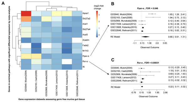 Differential expression meta-analysis of germ-free versus conventional mice.