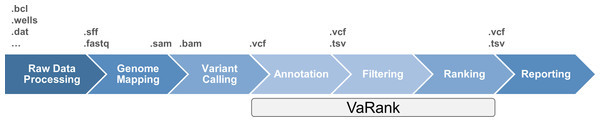 High throughput sequencing data analysis workflow and VaRank positioning.