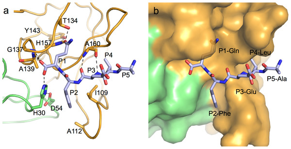 Specific protease-product interactions observed in the original crystals of MNV NS6pro.
